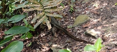 Varanus