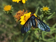 Cyananthrax cyanopterus