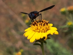 Cyananthrax cyanopterus