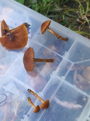 Cortinarius saniosus