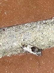 Ponometia phecolisca