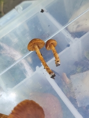 Cortinarius saniosus