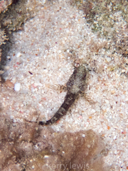 Gobioclinus