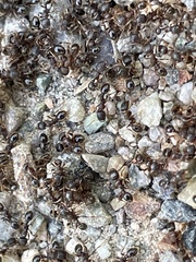 Tetramorium immigrans