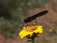 Cyananthrax cyanopterus