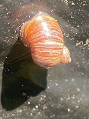 Gastropoda