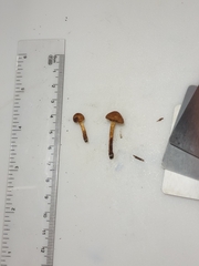 Cortinarius saniosus