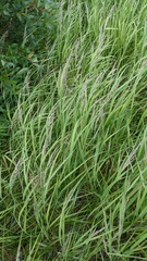 Calamagrostis