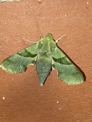 Proserpinus terlooii