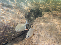 Trachinotus falcatus