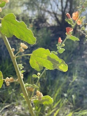 Sphaeralcea incana