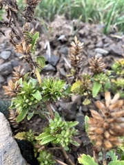 Dracocephalum parviflorum