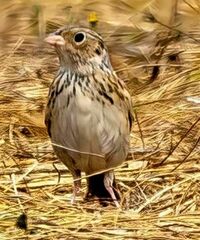 Ammodramus savannarum