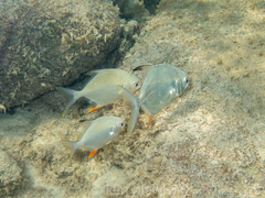 Trachinotus falcatus