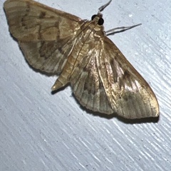 Herpetogramma