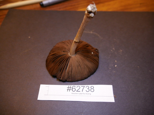 Agaricus bellanniae image