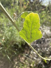 Sphaeralcea incana