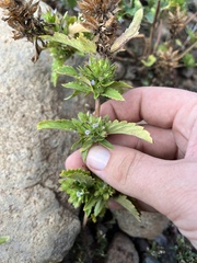 Dracocephalum parviflorum