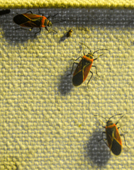 Neacoryphus bicrucis