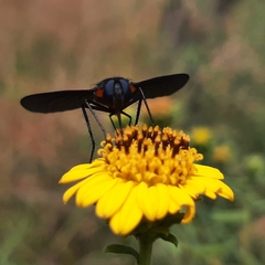 Cyananthrax cyanopterus