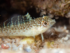 Malacoctenus macropus