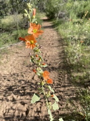 Sphaeralcea incana
