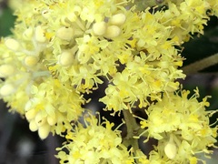 Pomaderris intermedia