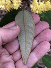 Pomaderris intermedia