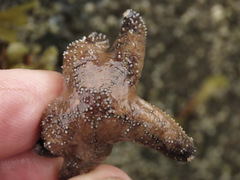 Pisaster ochraceus