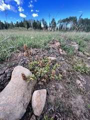 Dracocephalum parviflorum
