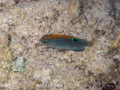 Stegastes adustus