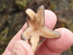 Pisaster ochraceus