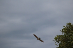 Hirundo neoxena