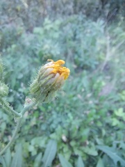 Sonchus arvensis arvensis