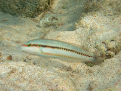 Halichoeres bivittatus
