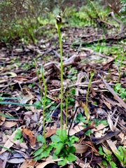 Pterostylis pedunculata