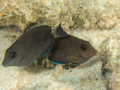 Acanthurus chirurgus