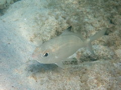 Eucinostomus