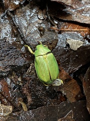 Chrysina colima