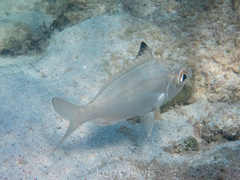 Eucinostomus