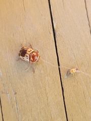 Cryptocephalus mutabilis