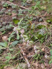 Silene scouleri