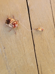 Cryptocephalus mutabilis