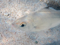 Eucinostomus