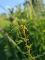 Eumorpha pandorus