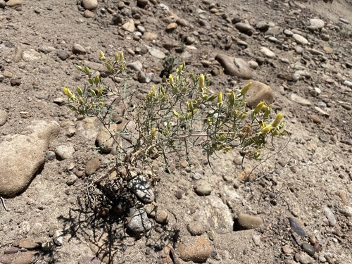 Sivinski's Blazingstar (Mentzelia sivinskii)