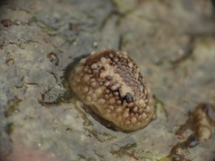 Onchidoris bilamellata