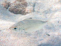 Eucinostomus