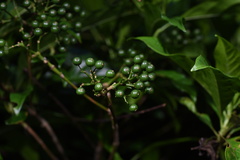 Pavetta hongkongensis