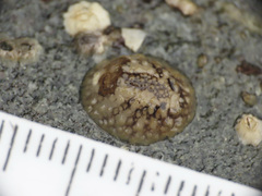 Onchidoris bilamellata